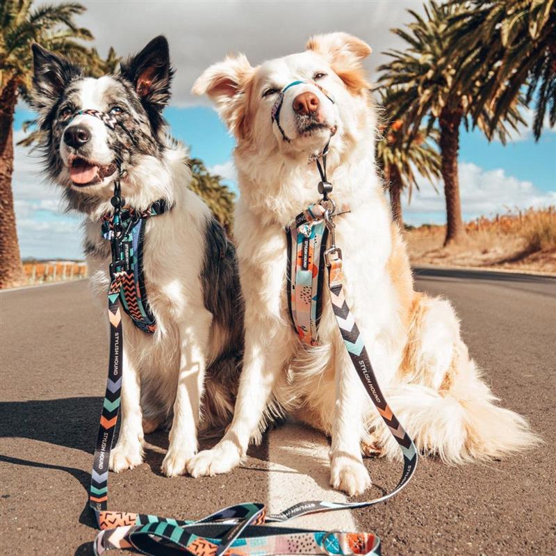 Halter + Safety Clip