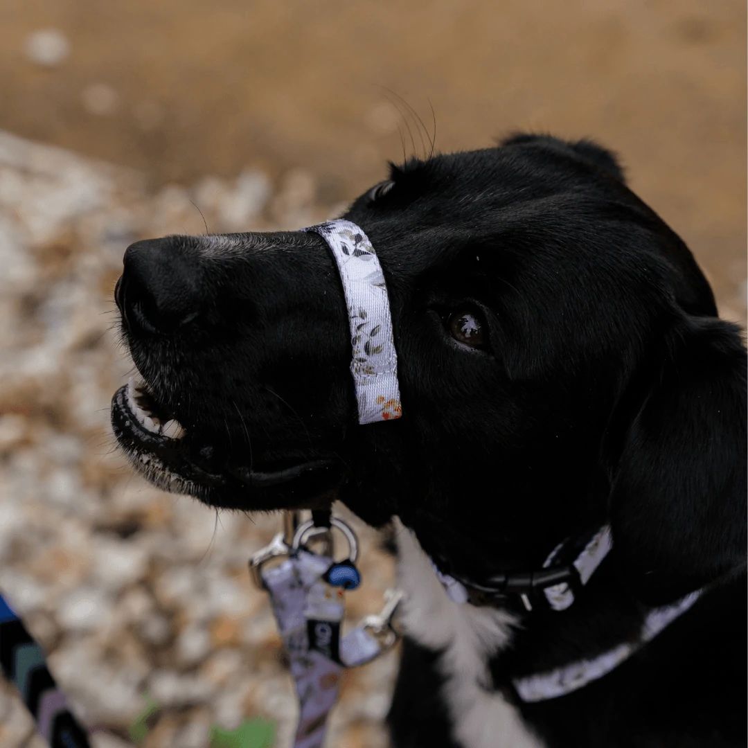 Evergreen Halter - Evergreen