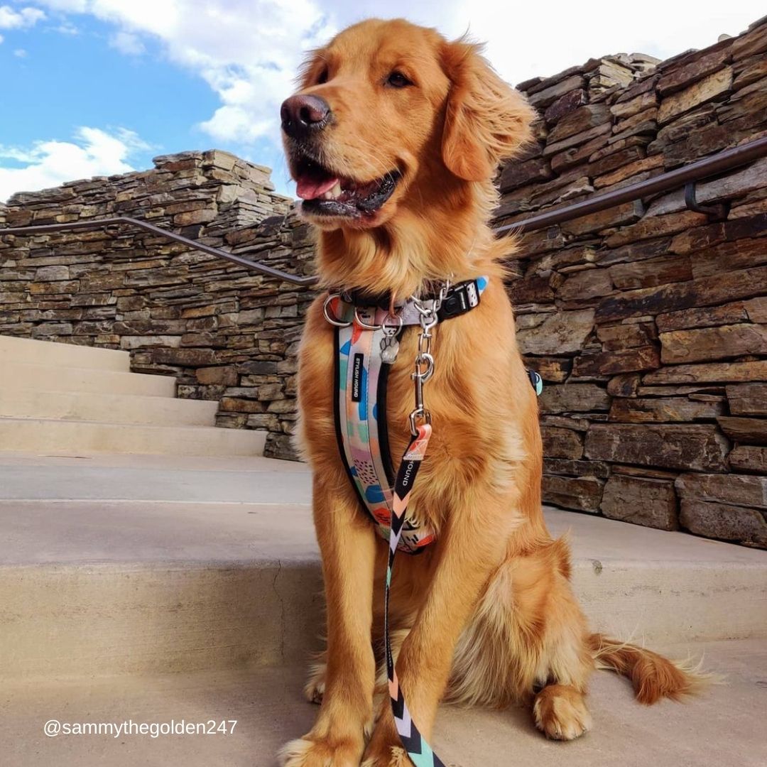 Newtown Explorer Chest Plate - Newtown