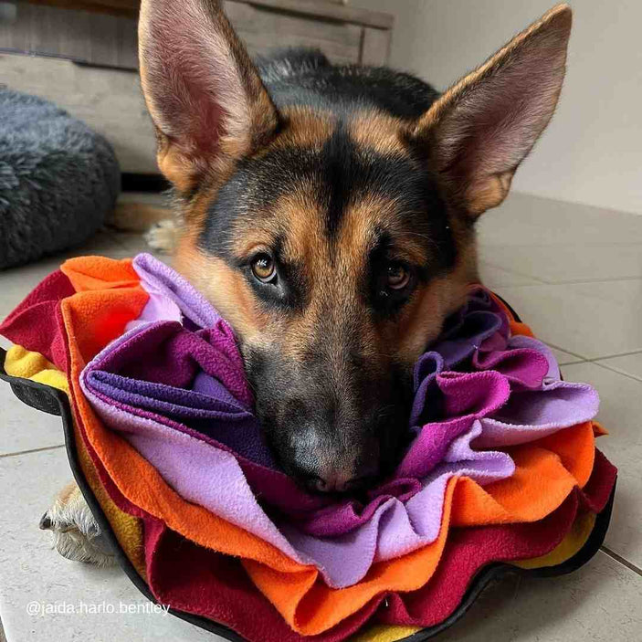 Lili Advanced Snuffle Pad