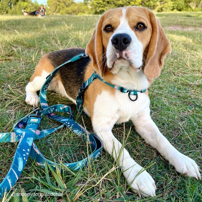 Nova Multi-Function Leash