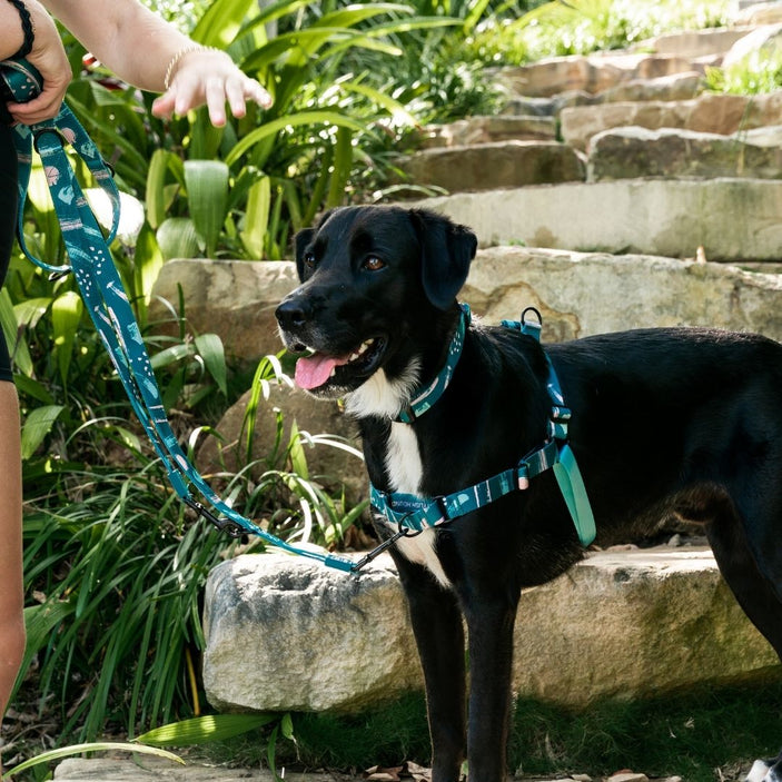 Nova RNT No-Pull Training Harness