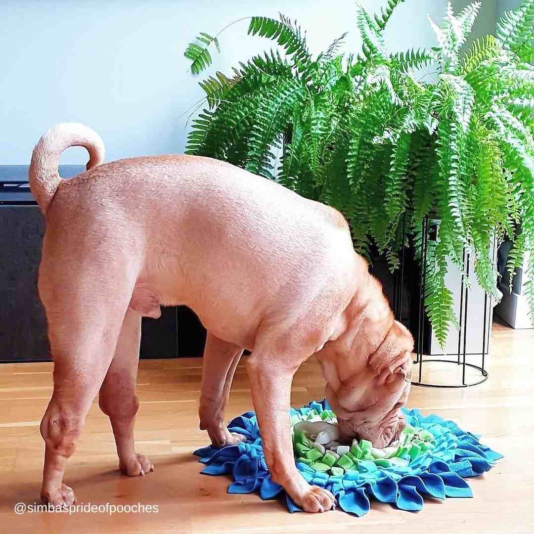 Forget-Me-Nots Snuffle Mat