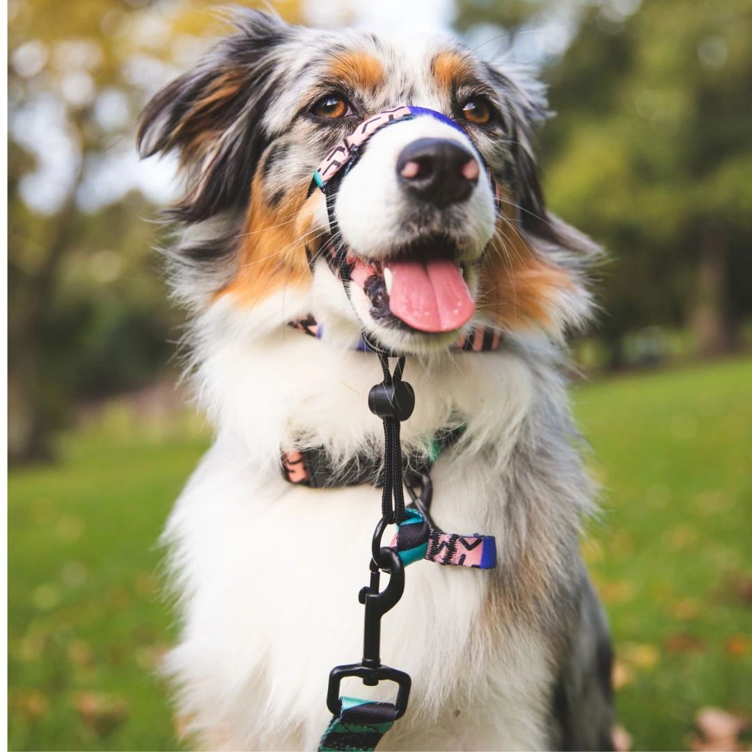 Gumball Halter - Gumball