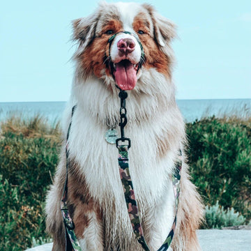 On Duty Halter  + Safety Clip