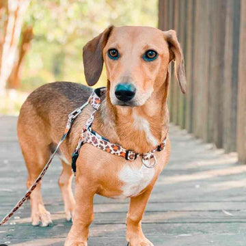 Wild Side OG No-Pull Training Harness