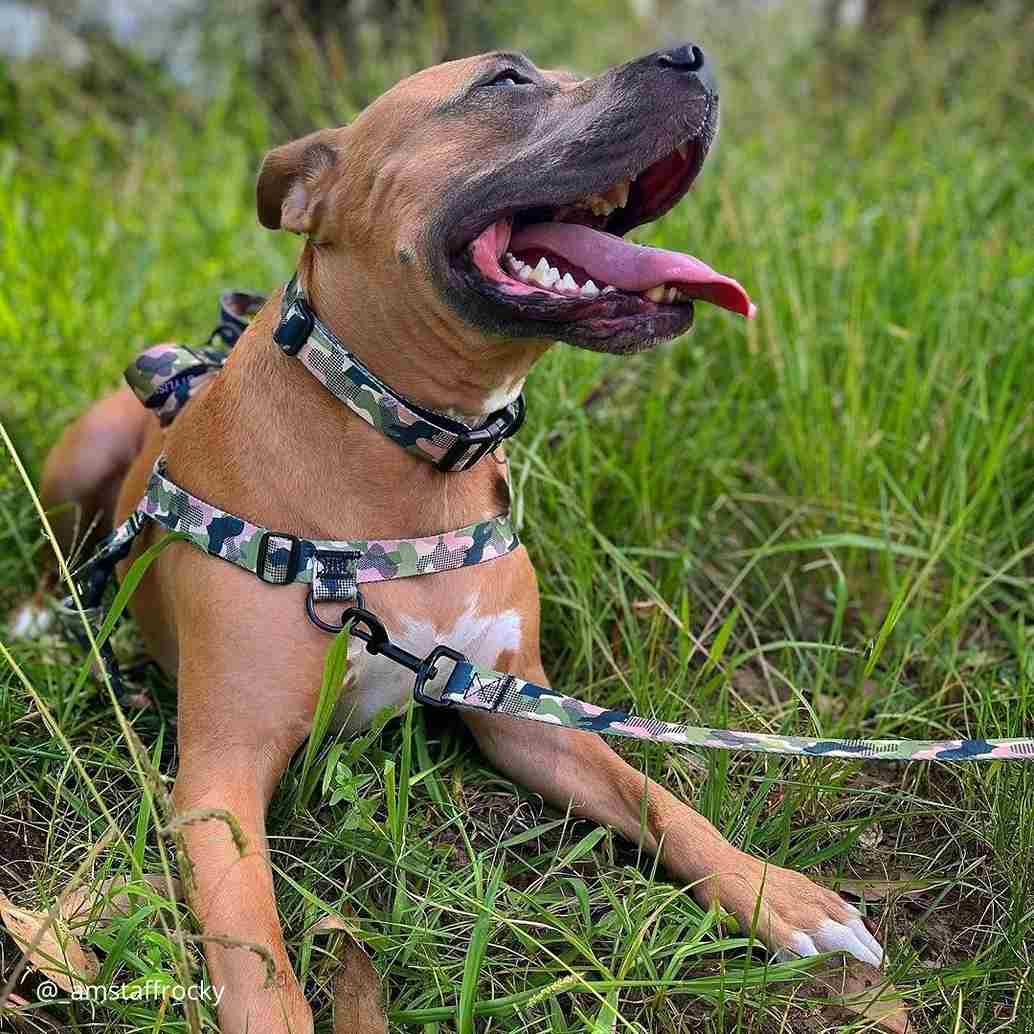 On Duty OG No-Pull Training Harness - On Duty