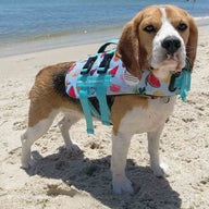 Malibu Dog Swim Jacket