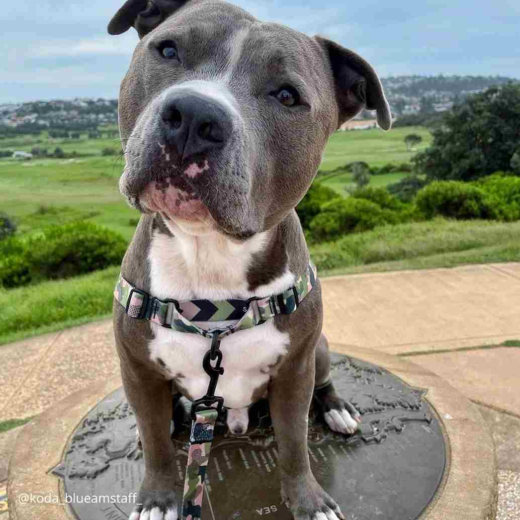 On Duty RNT No-Pull Training Harness - On Duty