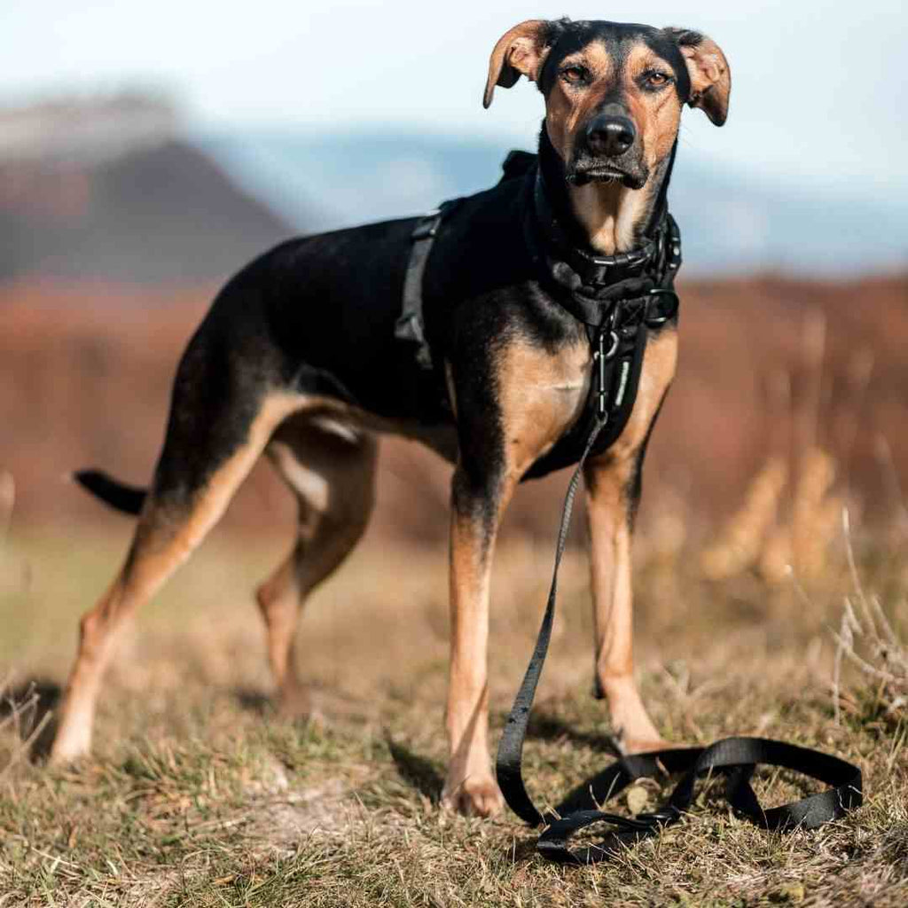 Blackout Leash - Blackout