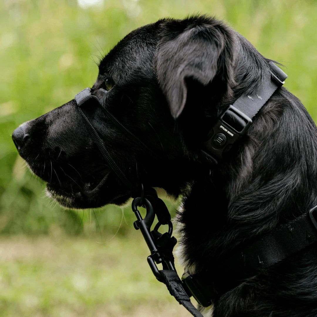 Blackout Halter - Blackout