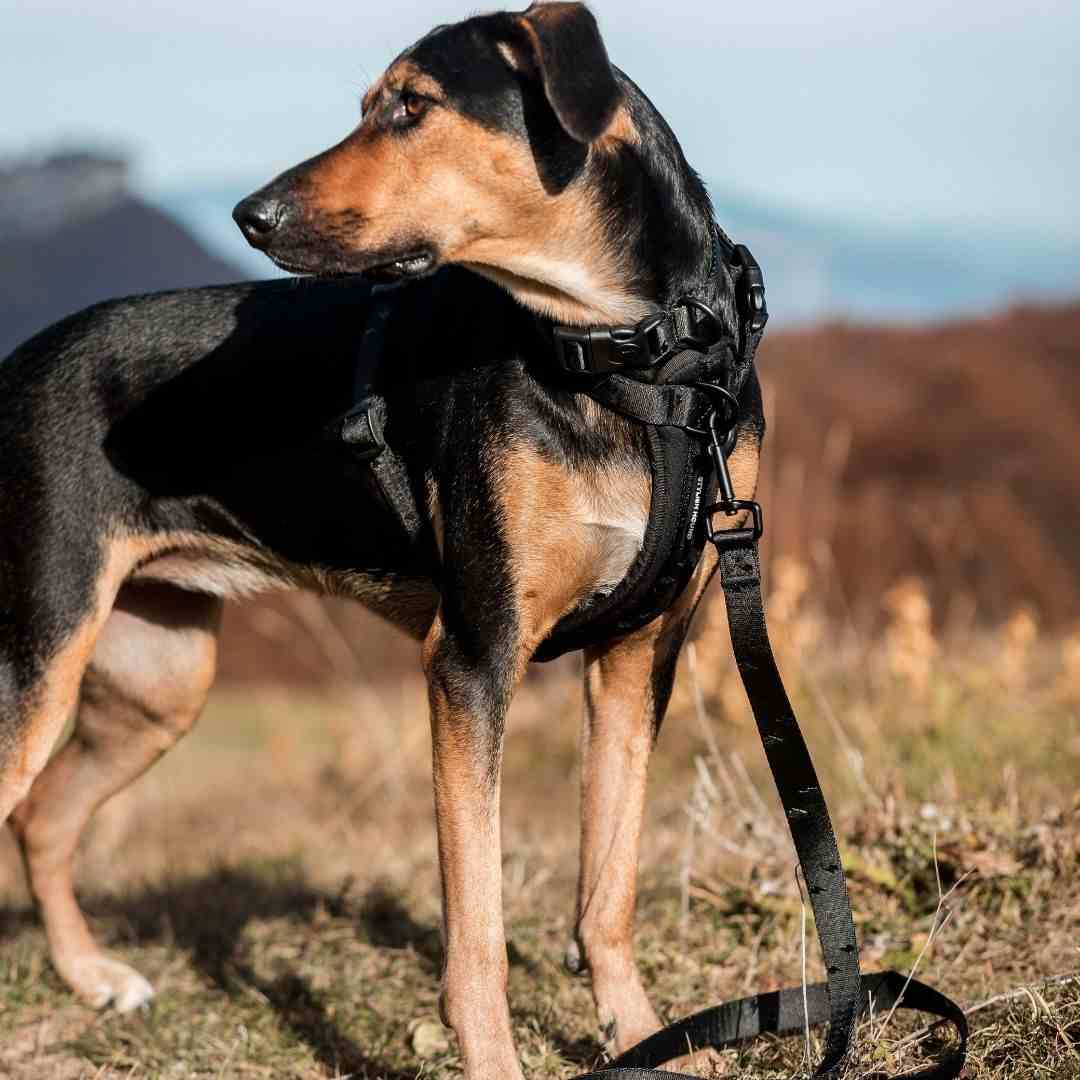 Blackout Leash - Blackout