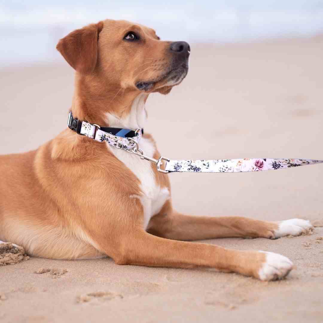 Evergreen Leash - Evergreen