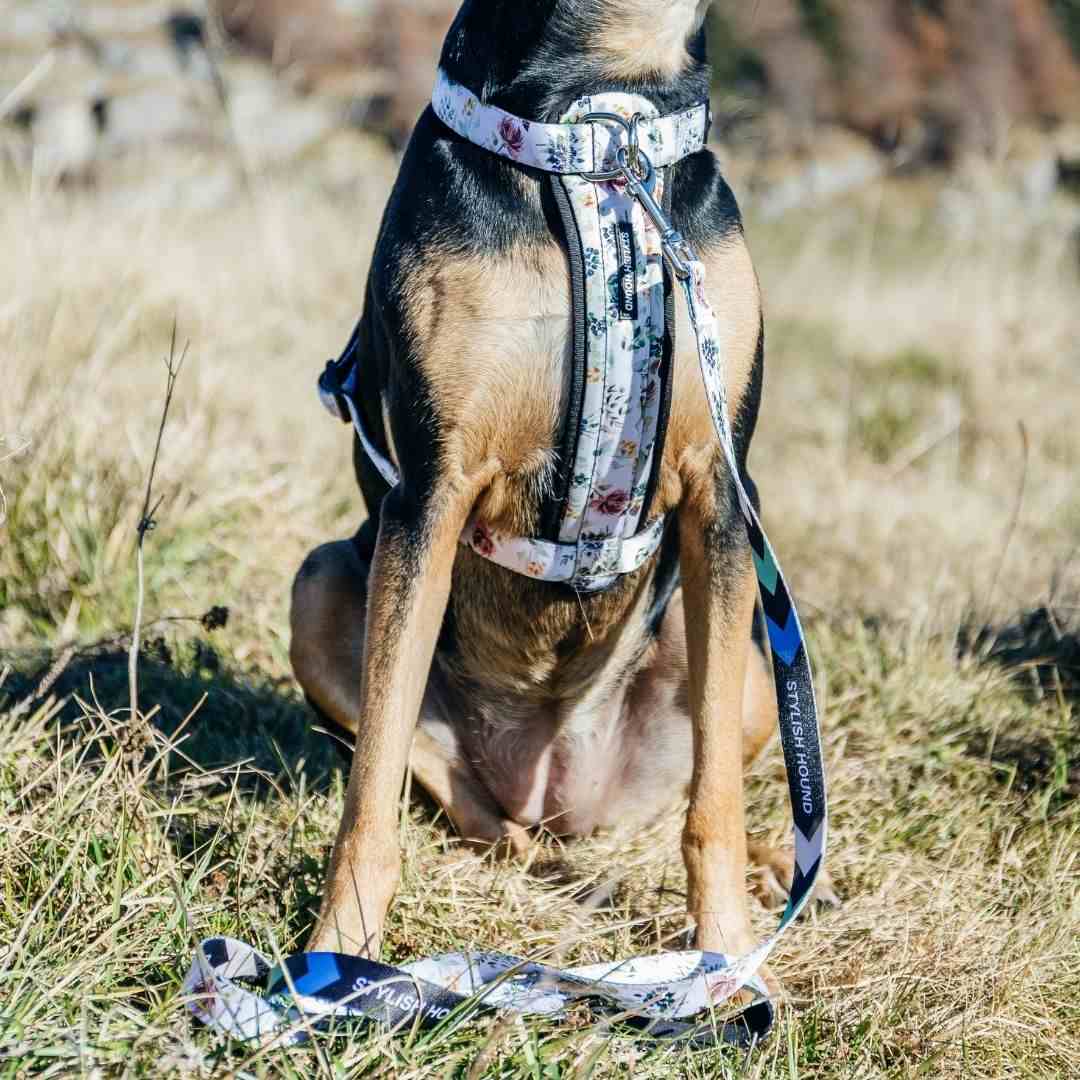 Evergreen Leash - Evergreen