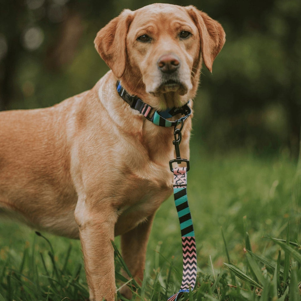 Gumball Martingale Training Collar