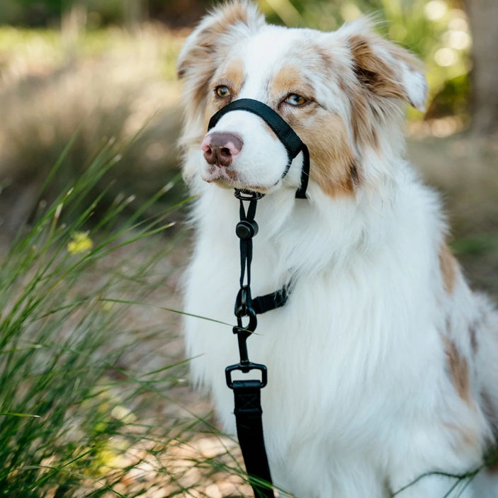 Blackout Halter+ Safety Clip