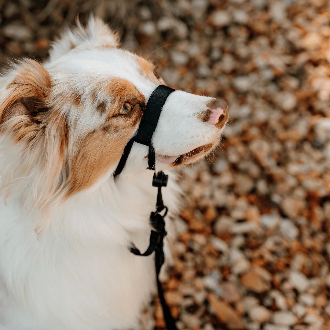 Blackout Halter - Blackout