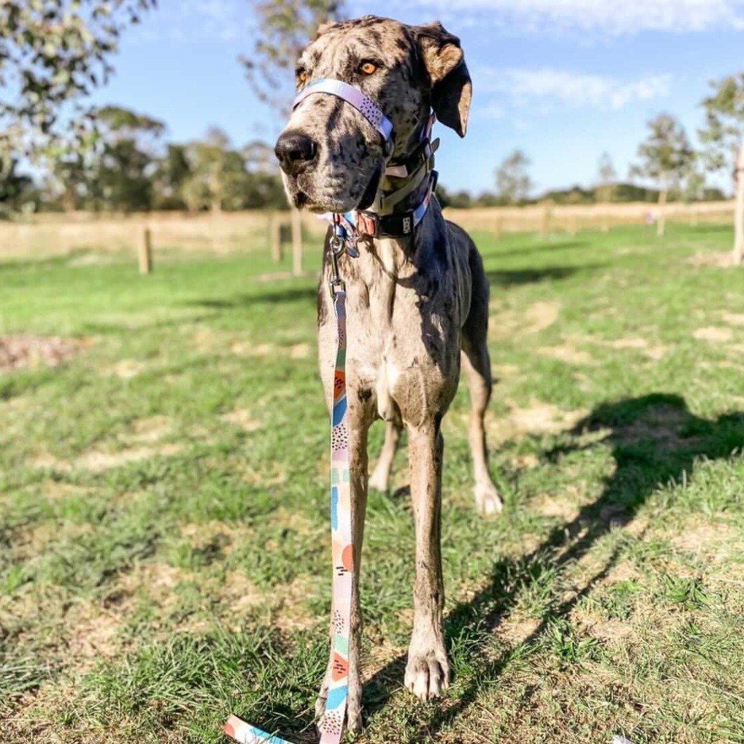 Newtown Halter - Newtown