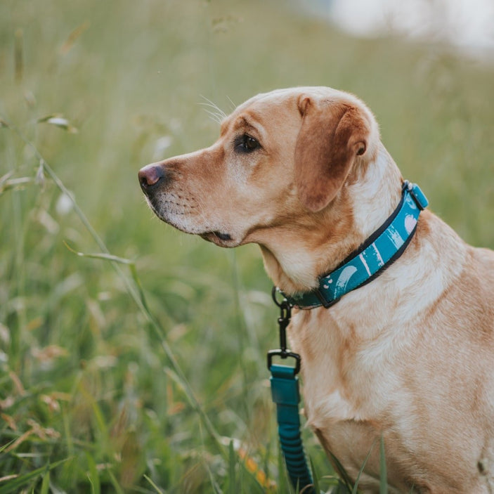 Nova Martingale Training Collar