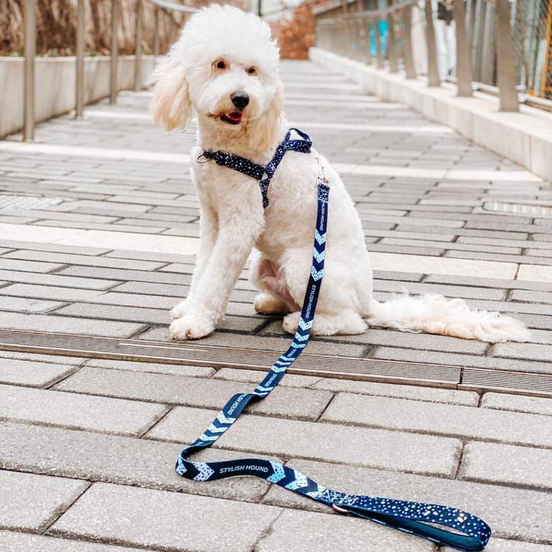 Jackson Leash - Jackson