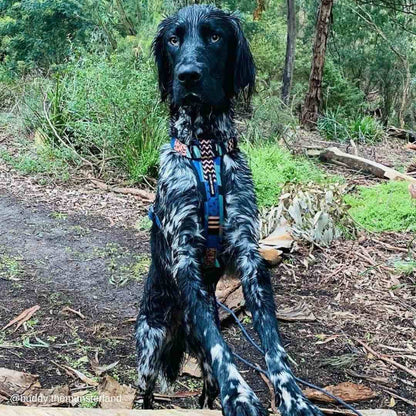 Gumball Chest Plate - Gumball