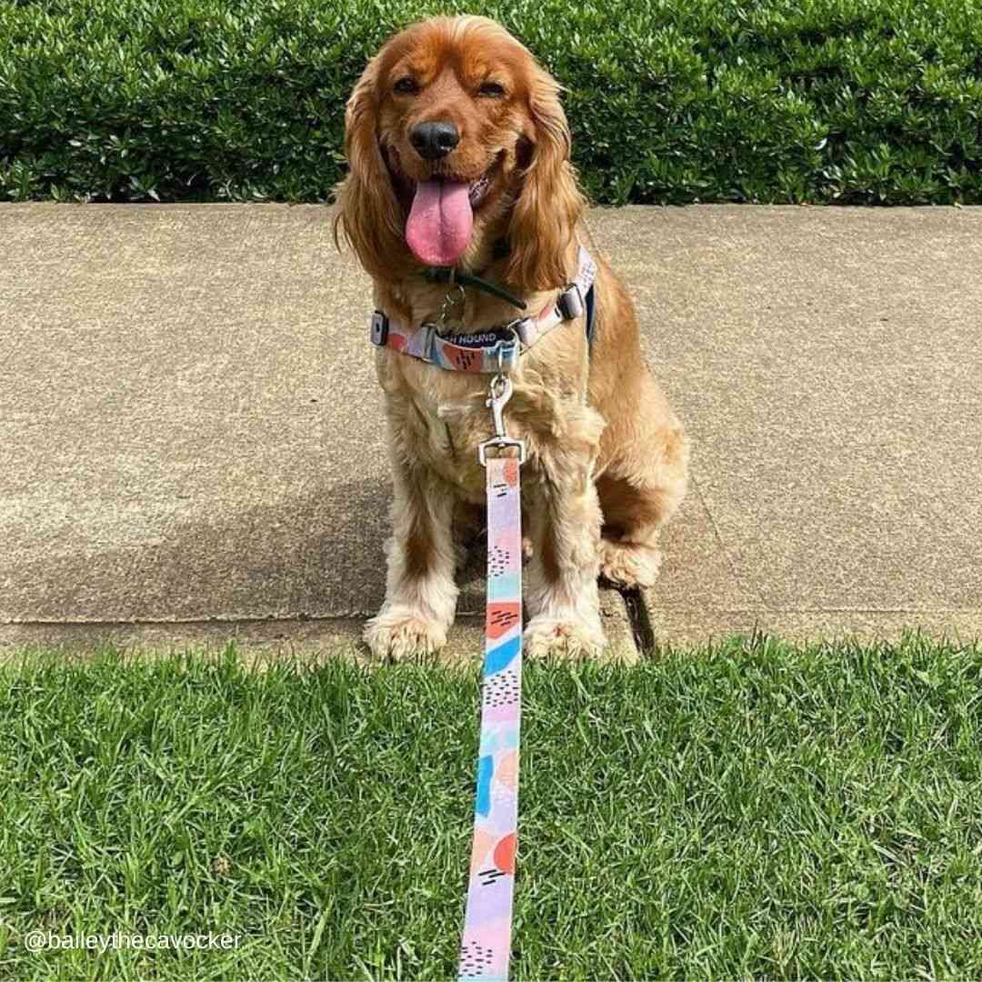 Newtown Leash - Newtown