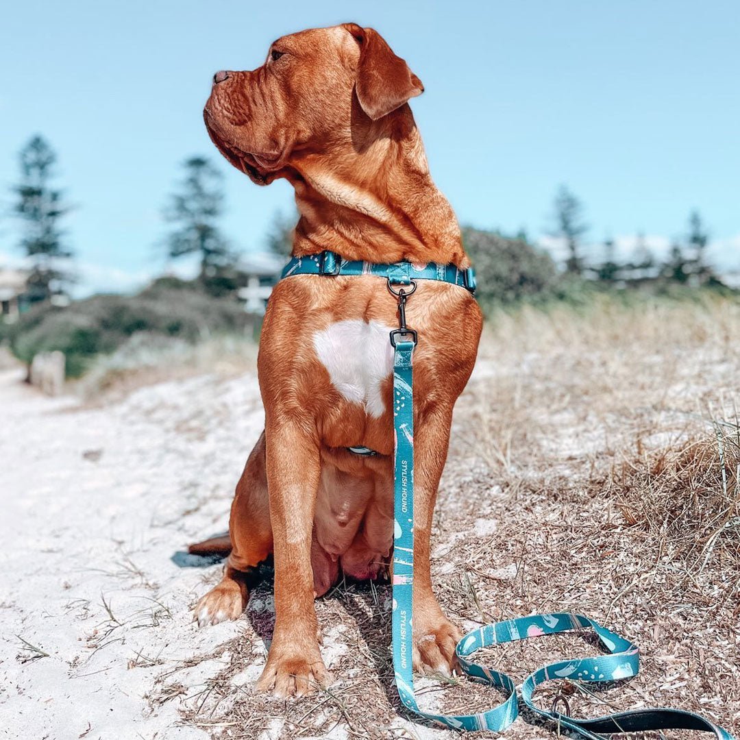 Nova OG No-Pull Training Harness - Nova