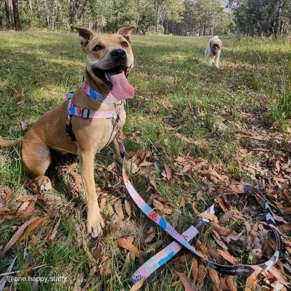 Newtown Leash - Newtown