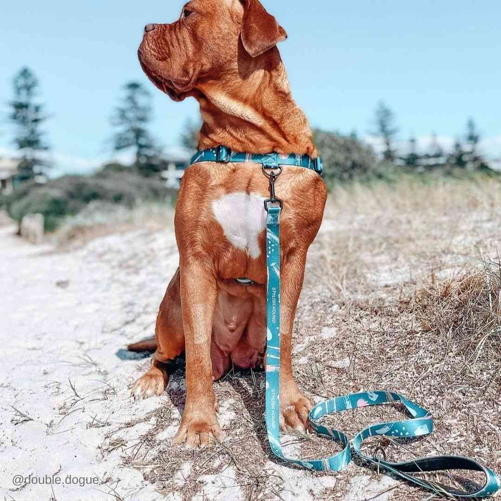 Nova Leash - Nova