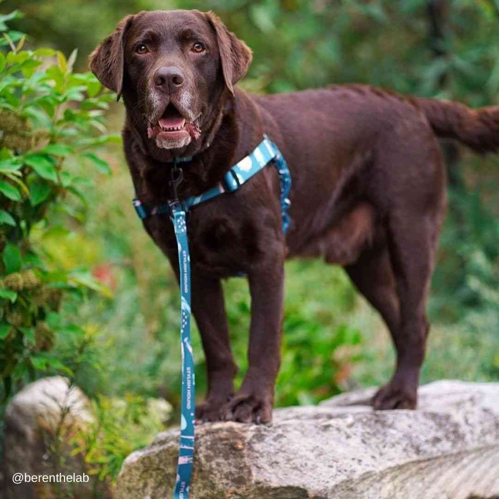 Nova Leash - Nova