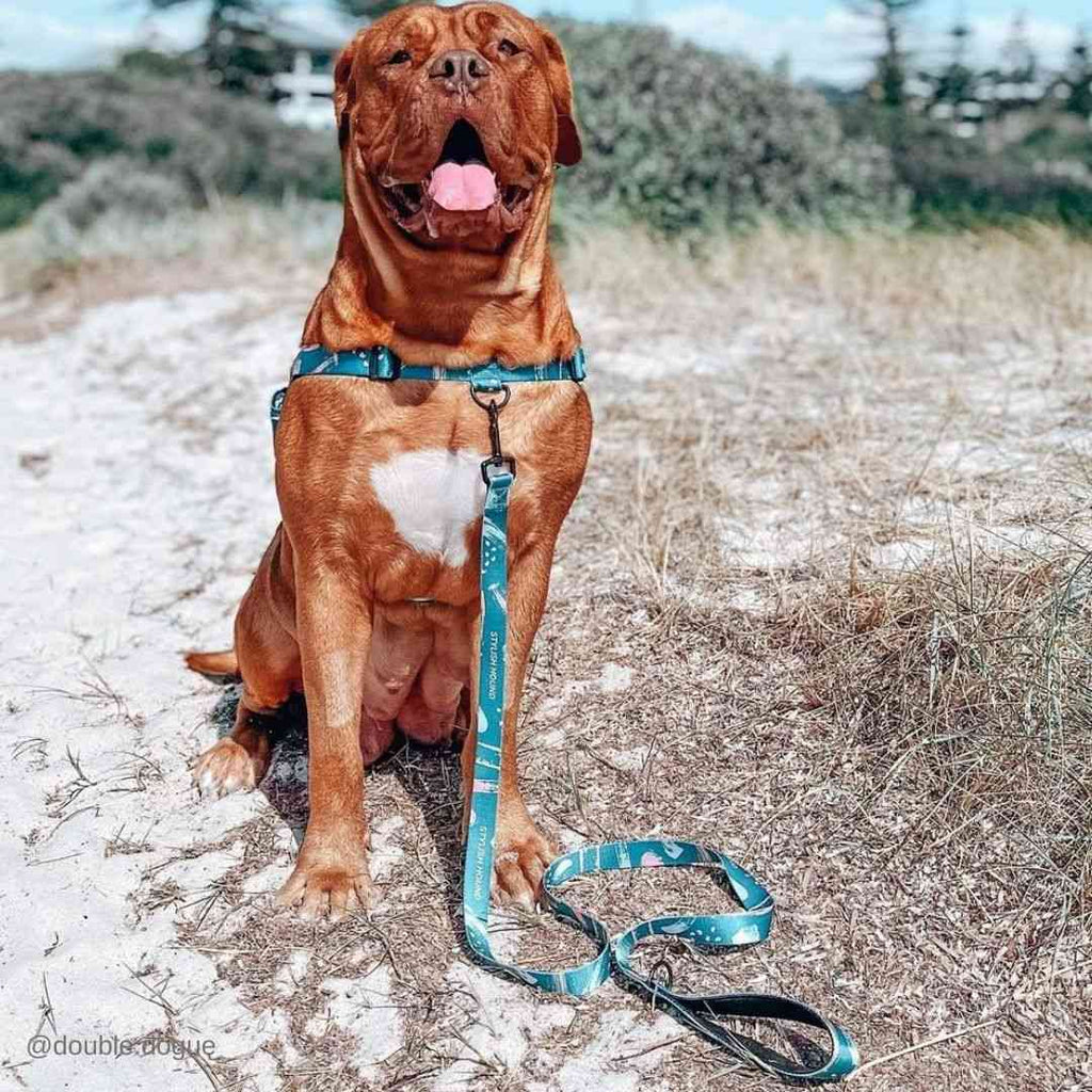 Nova Leash - Nova