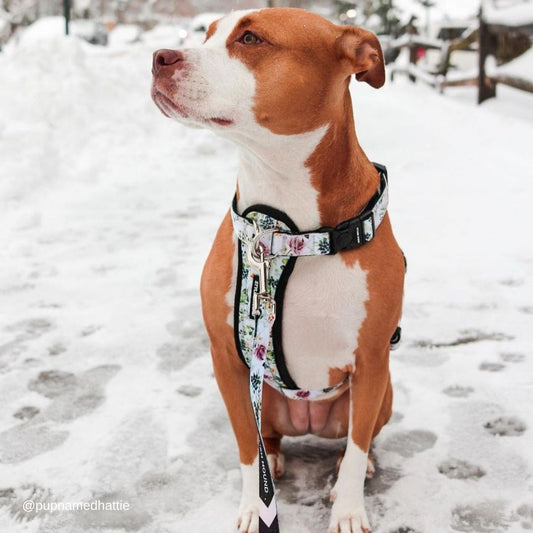 Evergreen Explorer Chest Plate - Evergreen