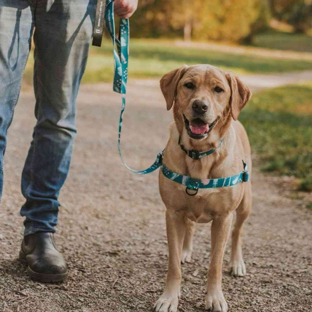 Nova Leash - Nova