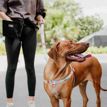 Newtown OG No-Pull Training Harness