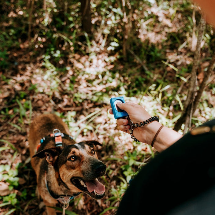 Blue Training Clicker