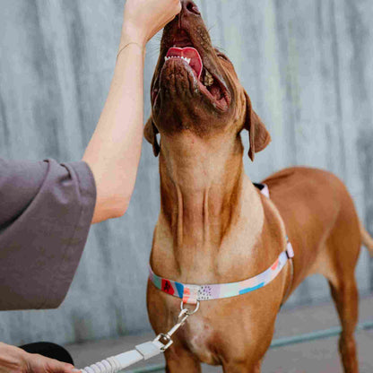 Newtown OG No-Pull Training Harness - Newtown