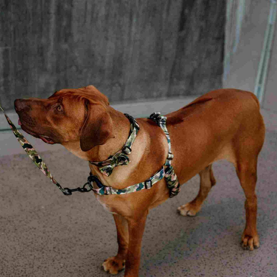 On Duty RNT No-Pull Training Harness - On Duty