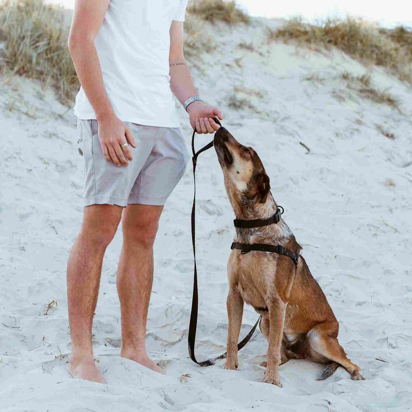 Blackout OG No-Pull Training Harness - Blackout