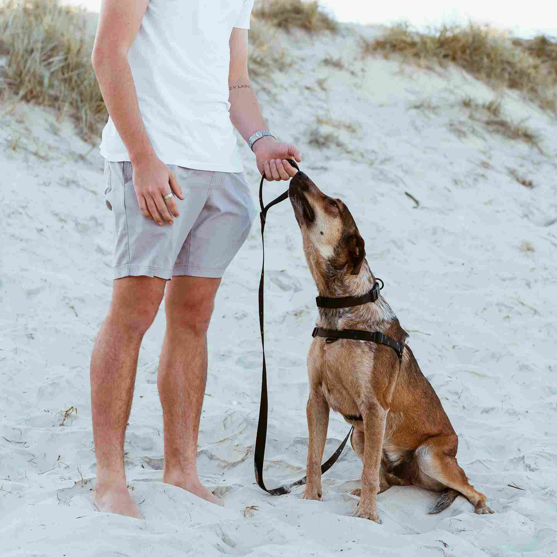 Blackout OG No-Pull Training Harness - Blackout