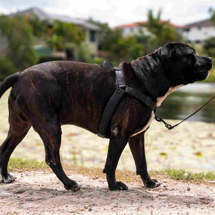 Blackout OG No-Pull Training Harness