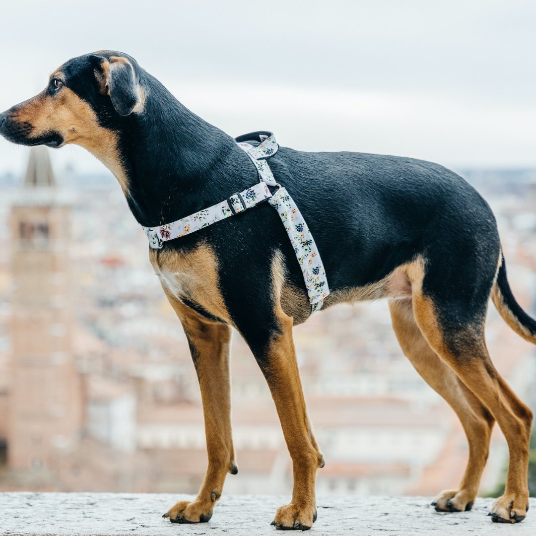 Evergreen OG No-Pull Training Harness - Evergreen