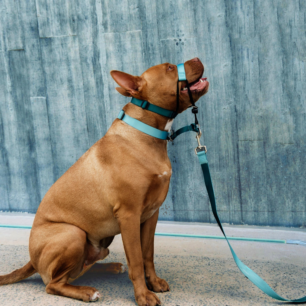 Quartz Leash - Quartz