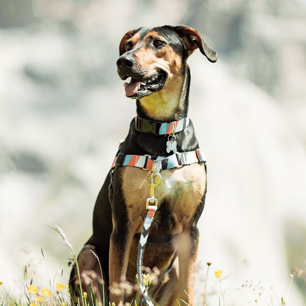 Superfly RNT No-Pull Training Harness