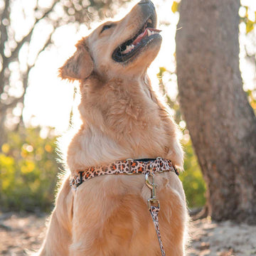Wild Side RNT No-Pull Training Harness