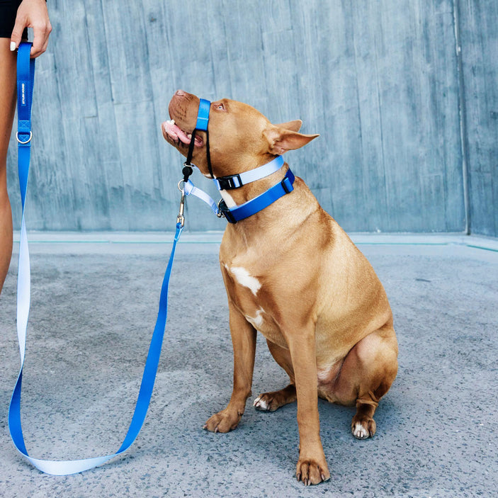 Horizon Leash