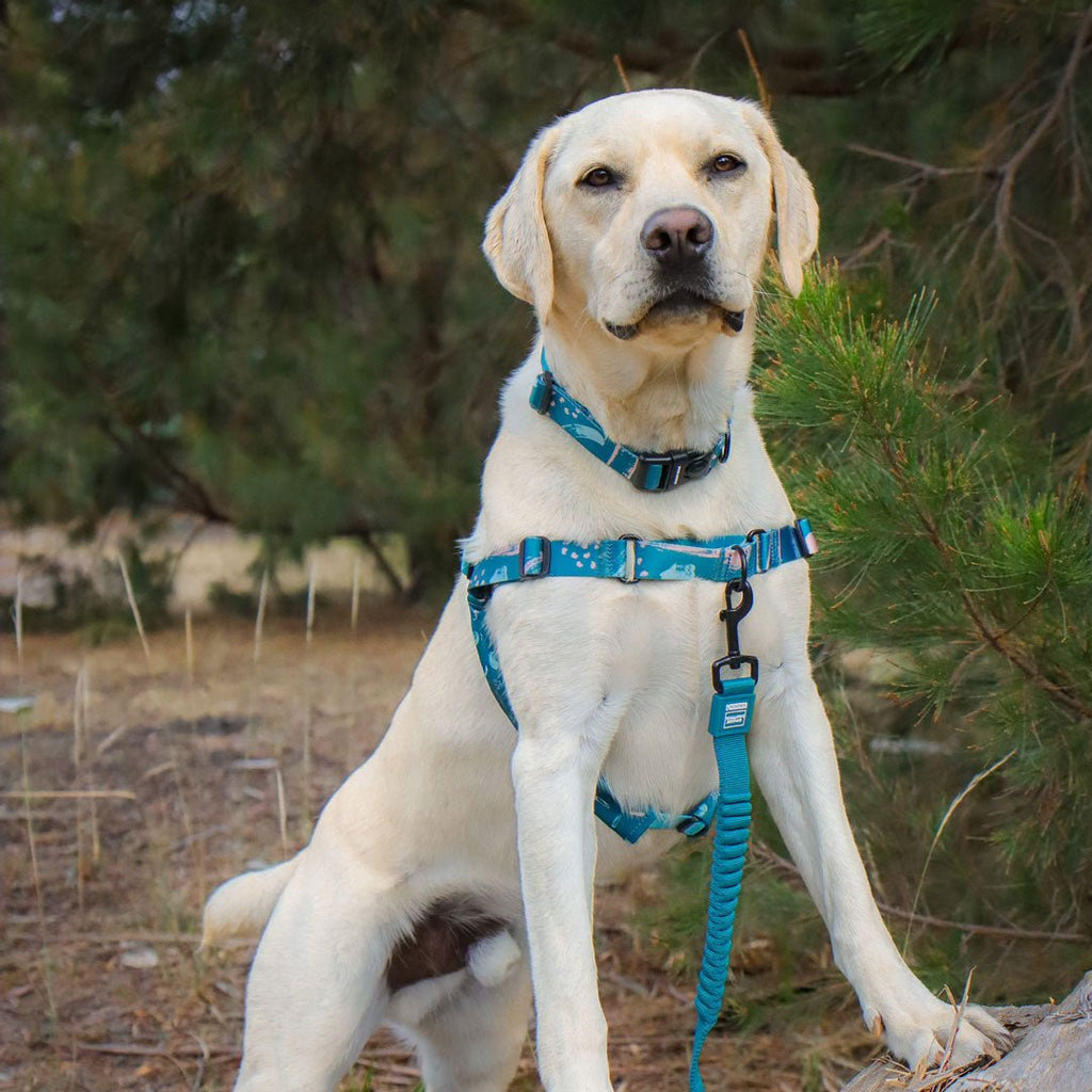 Nova CC Leash - Nova