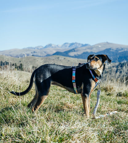 Newtown Explorer Chest Plate - Newtown