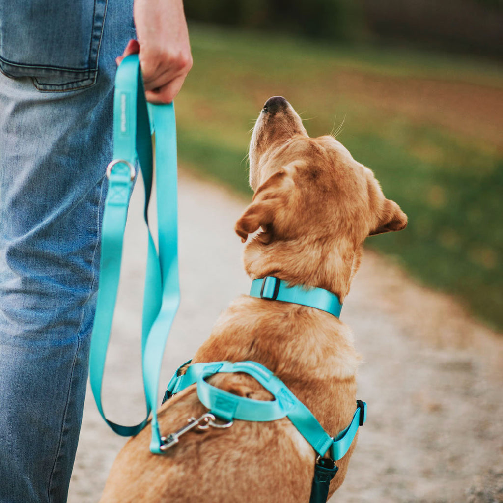 Quartz Leash - Quartz