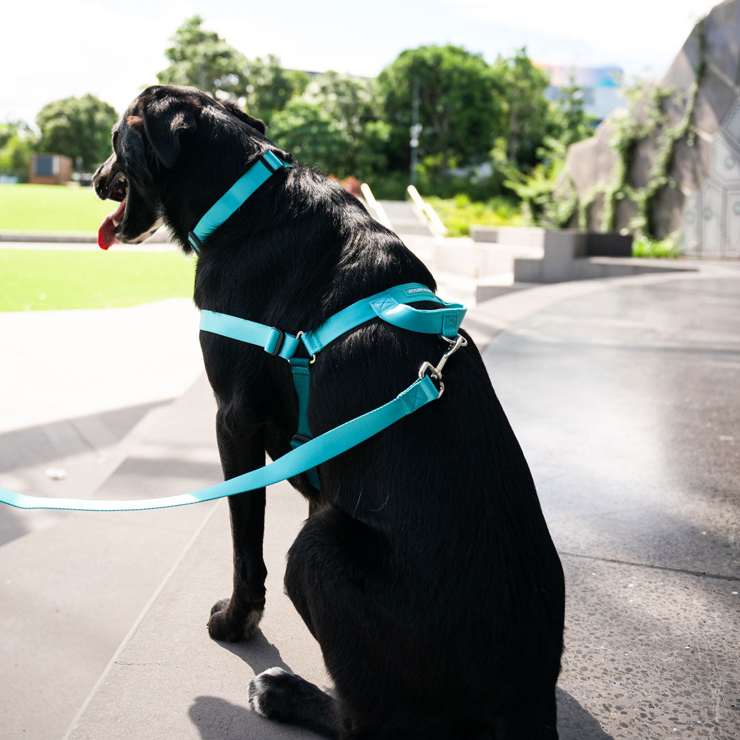 Quartz OG No-Pull Training Harness - Quartz