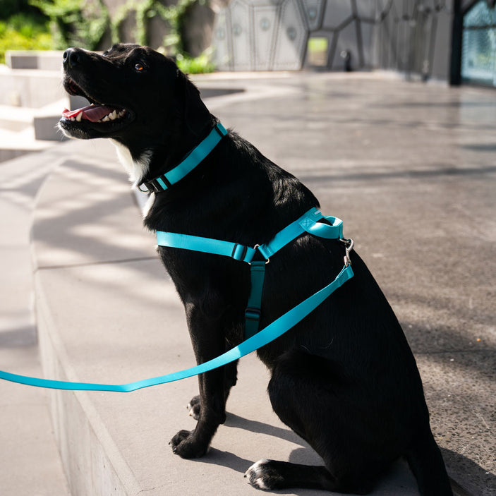 Quartz OG No-Pull Training Harness